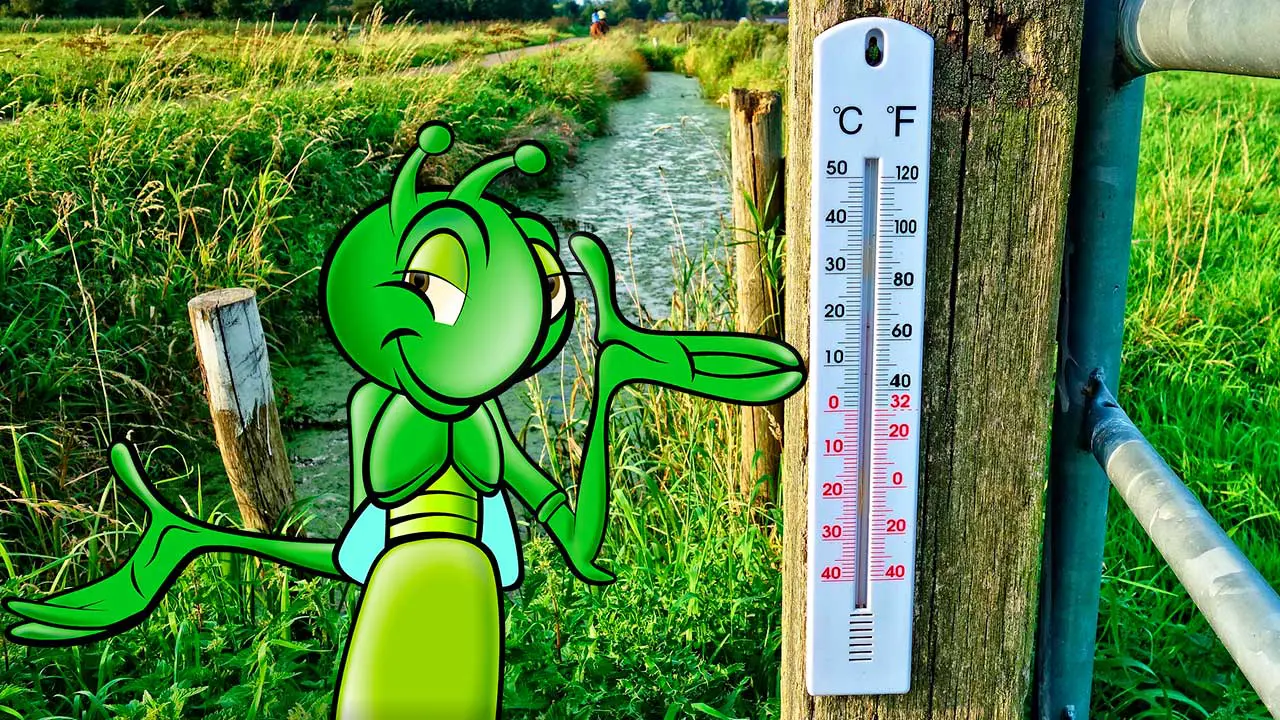 escute o grilo e saiba a temperatura ambiente